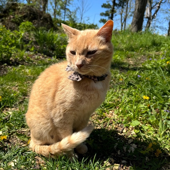 meowresalellc